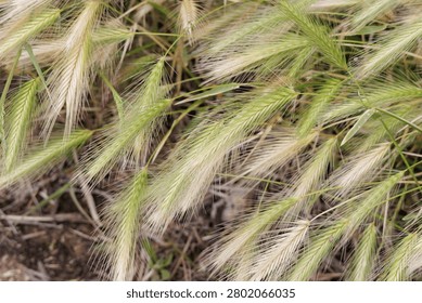 Wild foxtail grass developing in a natural outdoor environment