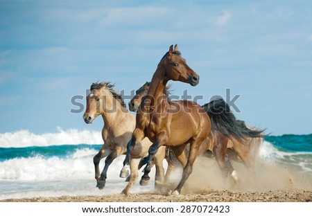 Wild free horses running by the ocean shore with high speed