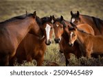 Wild and free mustang stallion talking in the ear of a mustang mare with the herd looking on. 
When the stallion talks the herd listens. 