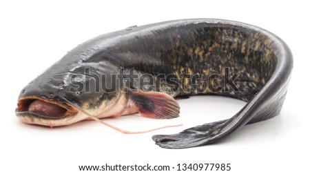 Wild fresh catfish isolated on a white background.