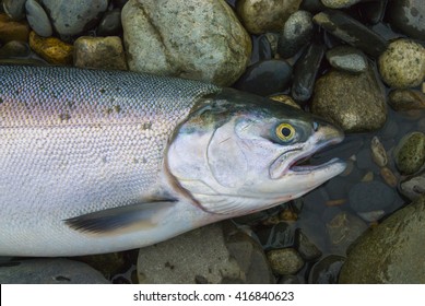 Wild fresh caught salmon fish from Alaska