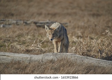 A Wild And Friendly Coyote Looking For Food Outside Vancouver City.