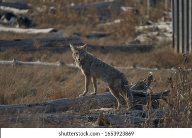 A Wild And Friendly Coyote Looking For Food Outside Vancouver City.