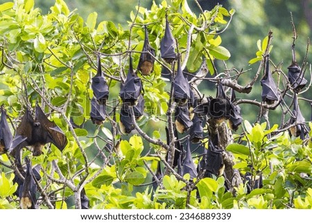 Wild fruit bats sleeping in a tree in American Samoa near the village of Aua on the island of Tutuila.