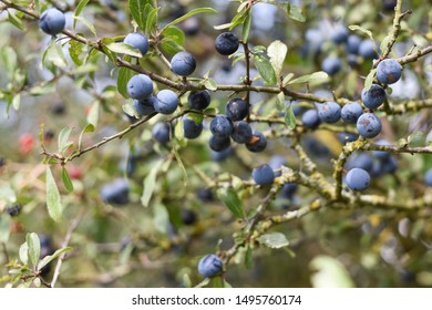 Wild fruit. Blueberry plant with blueberry fruit growing naturally on the branches