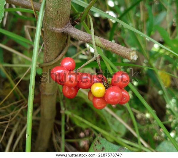 Wild Fruit of\
Stephania japonica, is a wild vine which is known as snake vine in\
the family Menispermaceae.