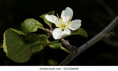 A Wild Fruit Tree That Bloomed In October. Autumn In Temperate Climate Zone.