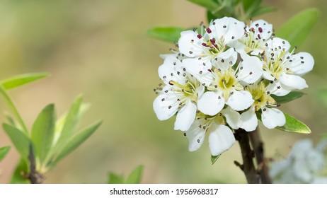 Wild Fruit Trees And Wild Pear Tree Flowers