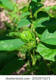 Wild fruit is a type of fruit that grows naturally in forests, grasslands or wild areas without human intervention. These fruits usually have a sharper or sour taste compared to cultivated fruits. Som