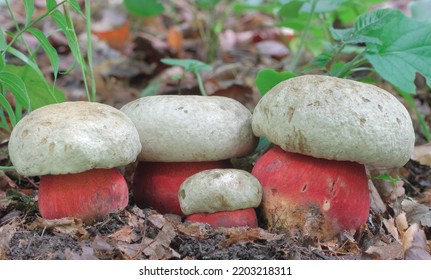 Wild Fungi Boletus Satanas From The Forest