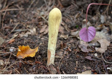 Wild fungi growing in the forest - Clavariadelphus pistillaris