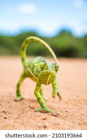 Wild And Funny Chameleon Walking On The Sand Ground With Blurred Green Trees In The Background. Animal Like A Model Front The Camera Looking To The Camera. Green Small Animal. Vertical Photo