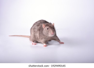 1,313 Rats fighting Images, Stock Photos & Vectors | Shutterstock