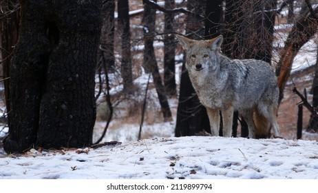 Wild Furry Wolf, Gray Coyote Or Grey Coywolf, Winter Snowy Forest, Yosemite National Park Wildlife, California Fauna, USA. Undomesticated Predator Walking And Sniffing, Hybrid Dog Like Animal Standing