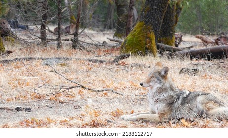 807 Wolf hybrid Images, Stock Photos & Vectors | Shutterstock