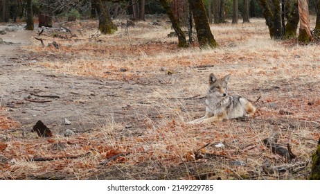 Wild Furry Wolf, Gray Coyote Or Grey Coywolf, Autumn Forest Glade, Yosemite National Park Wildlife, California Fauna, USA. Carnivore Undomesticated Predator, Hybrid Dog Like Animal In Natural Habitat.