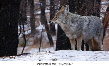 Wild Furry Wolf, Gray Coyote Or Grey Coywolf, Winter Snowy Forest, Yosemite National Park Wildlife, California Fauna, USA. Undomesticated Predator Walking And Sniffing, Hybrid Dog Like Animal Standing