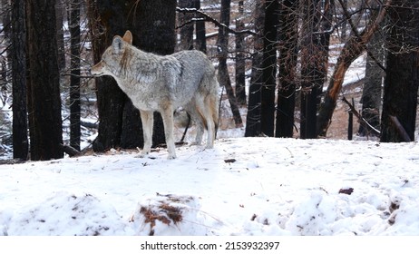 Wild Furry Wolf, Gray Coyote Or Grey Coywolf, Winter Snowy Forest, Yosemite National Park Wildlife, California Fauna, USA. Undomesticated Predator Walking And Sniffing, Hybrid Dog Like Animal Standing