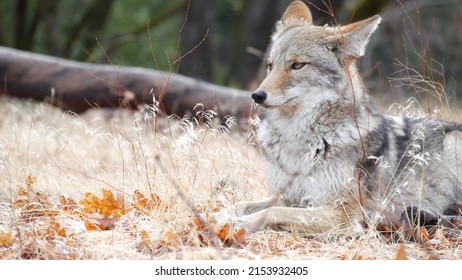 Wild Furry Wolf, Gray Coyote Or Grey Coywolf, Autumn Forest Glade, Yosemite National Park Wildlife, California Fauna, USA. Portrait Of Hybrid Dog Like Animal Lying Down On Grass. Face, Head And Eyes.