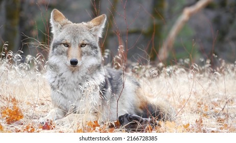 Wild Furry Wolf, Gray Coyote Or Grey Coywolf, Autumn Forest Glade, Yosemite National Park Wildlife, California Fauna, USA. Portrait Of Hybrid Dog Like Animal Lying Down On Grass. Face, Head And Eyes.