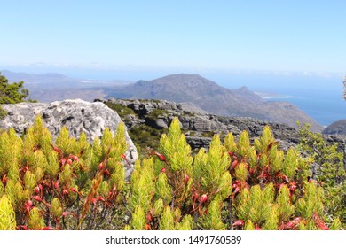 Wild Fynbos On Highly Biodiverse Species Rich Table Mountain. Typical For South Africa's Biodiverse Cape Floral Kingdom And Cape Floristic Region. Endemic Indigenous Fynbos Biome Plant Vegetation.