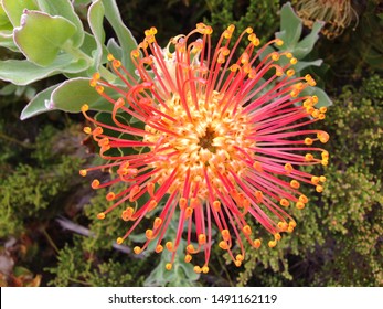 Wild Fynbos: Pincushion Protea (Leucospermum Cordifolium). Typical For South Africa's Biodiverse Cape Floral Kingdom And Cape Floristic Region. Typical Endemic Indigenous Fynbos Biome Vegetation.  