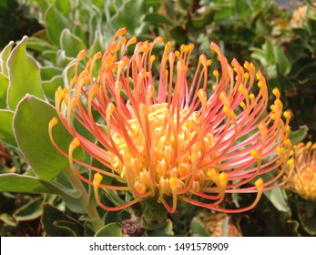 Wild Fynbos Pincushion Protea (Leucospermum Cordifolium). Typical For South Africa's Biodiverse Cape Floral Kingdom And Cape Floristic Region. Typical Endemic Indigenous Fynbos Biome Vegetation.  