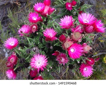 Wild Fynbos Pink Everlasting Flower (Phaenocoma Prolifera). Typical For South Africa's Biodiverse Cape Floral Kingdom And Cape Floristic Region. Typical Endemic Indigenous Fynbos Biome Vegetation. 