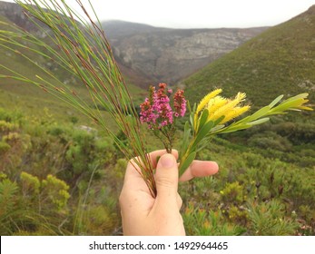 Wild Fynbos Plants: Restios, Ericas And Proteas (left To Right). Biodiverse Fynbos Biome Environment Indigenous To South Africa. Typical Vegetation Of Cape Floral Kingdom And Cape Floristic Region. 