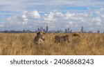 wild game and city skyline, savannah animals eat grass in Nairobi National Park, Africa, with Nairobi skyscrapers skyline panorama in the background