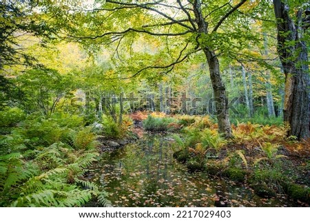 Wild Gardens of Acadia in Fall at Acadia National Park