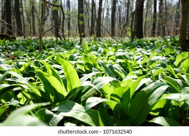 The Wild Garlic