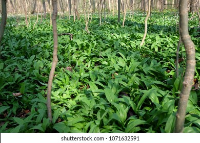 The Wild Garlic