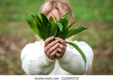 Wild garlic (allium ursinum) in female hand. Woman holding bunch of herbal Ramson leaves in forest