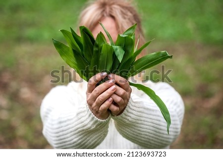 Wild garlic (allium ursinum) in female hand. Woman holding bunch of herbal Ramson leaves in forest