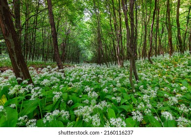 Wild Garlic (allium Ursinum) Flowering In Spring Woodland In Hungary Near Pécs