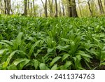 Wild garlic (Allium ursinum) green leaves in the beech forest. The plant is also known as ramsons, buckrams, broad-leaved garlic, wood garlic, bear leek or bear
