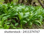 Wild garlic (Allium ursinum) green leaves in the beech forest. The plant is also known as ramsons, buckrams, broad-leaved garlic, wood garlic, bear leek or bear
