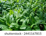 Wild garlic (Allium ursinum) green leaves. The plant is also known as ramsons, buckrams, broad-leaved garlic, wood garlic, bear leek or bear
