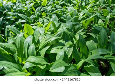 Wild garlic (Allium ursinum) green leaves. The plant is also known as ramsons, buckrams, broad-leaved garlic, wood garlic, bear leek or bear's garlic.
