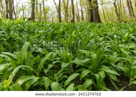 Wild garlic (Allium ursinum) green leaves in the beech forest. The plant is also known as ramsons, buckrams, broad-leaved garlic, wood garlic, bear leek or bear's garlic.