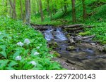 Wild garlic (bear garlic) in Mecsek mountain near Pécs city center in Hungary is blooming in April and May is magnificant. like fairytail and wonderland with stream and green is amazing