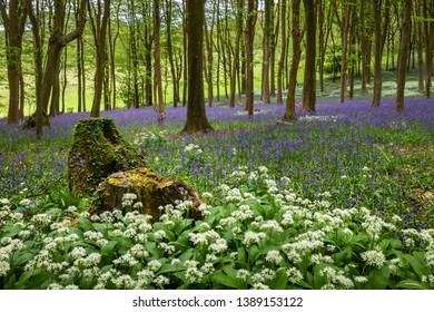 Wild Garlic And Bluebells In Dorset Weeds