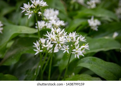 Wild Garlic Flowers (Allium Ursinum) In A UK Forest