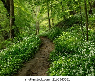 Wild Garlic Flowers Blooming In Humford Woods, Northumberland, England, UK.