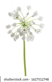 Wild Garlic Flowers Isolated On White Background