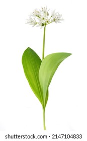 Wild Garlic Flowers Isolated On White Background