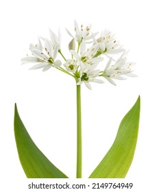 Wild Garlic Flowers Isolated On White Background