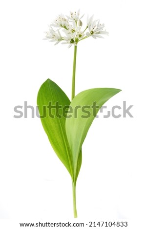 Wild garlic flowers isolated on white background