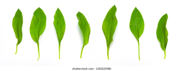 Wild Garlic Leaves Isolated